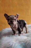 Cocoa, a female French Bulldog for sale in Houston, TX – 2 of 2