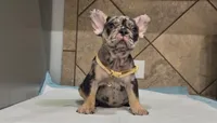 Roxy , a female French Bulldog for sale in Houston, TX – 4 of 4