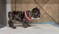 Nana , a female French Bulldog for sale in Houston, TX – 5 of 5