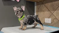 Taz , a male French Bulldog for sale in Houston, TX – 2 of 7