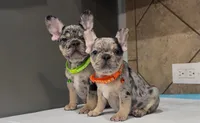 Roxy , a female French Bulldog for sale in Houston, TX – 5 of 7