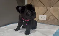 Coco , a female French Bulldog for sale in Houston, TX – 2 of 5