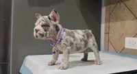 Luna , a female French Bulldog for sale in Houston, TX – 2 of 4