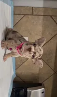 Sandy, a female French Bulldog for sale in Houston, TX – 6 of 6