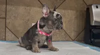 Luna, a female French Bulldog for sale in Houston, TX – 1 of 5