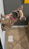 Coco, a female French Bulldog for sale in Houston, TX – 3 of 3