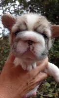Bella , a female French Bulldog for sale in Houston, TX – 3 of 3