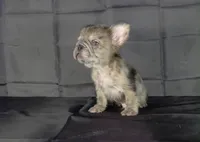 Coco , a male French Bulldog for sale in Houston, TX – 3 of 3
