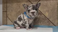Sonic , a male French Bulldog for sale in Houston, TX – 2 of 4