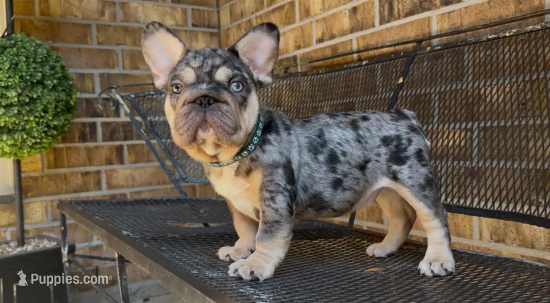 Cookie  – French Bulldog puppy for sale in Houston, TX