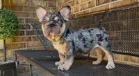 Cookie , a male French Bulldog for sale in Houston, TX – 1 of 4