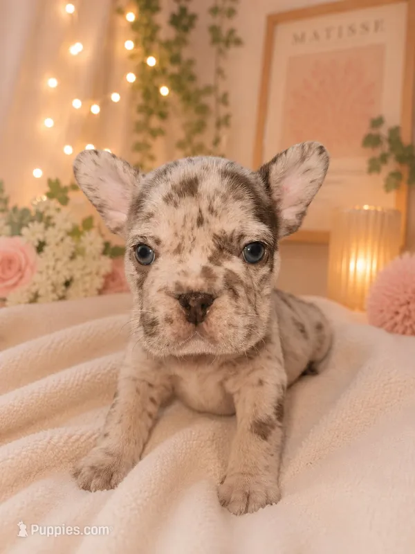 Sandy  – French Bulldog puppy for sale in Houston, TX