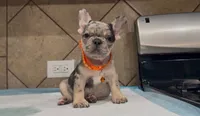 Roxy , a female French Bulldog for sale in Houston, TX – 3 of 7