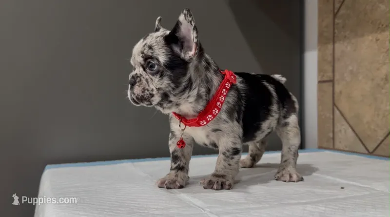 Oreo  – French Bulldog puppy for sale in Houston, TX