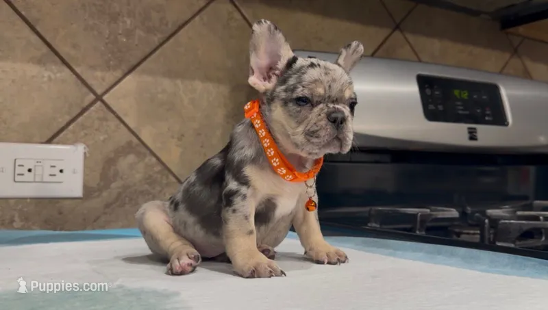 Roxy  – French Bulldog puppy for sale in Houston, TX