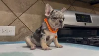Roxy , a female French Bulldog for sale in Houston, TX – 1 of 7