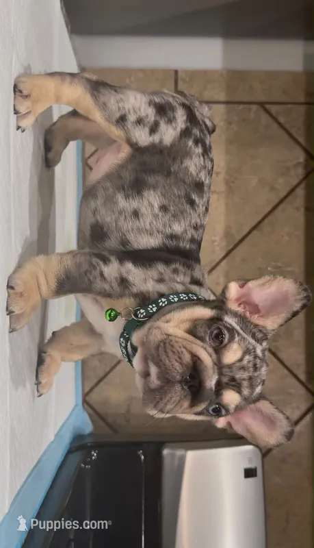 Sonic  – French Bulldog puppy for sale in Houston, TX