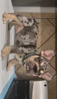 Sonic , a male French Bulldog for sale in Houston, TX – 1 of 3