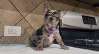 Sofi , a female French Bulldog for sale in Houston, TX – 2 of 5