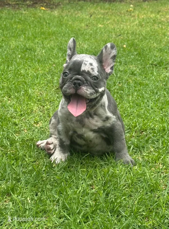 Shelby  – French Bulldog puppy for sale in Houston, TX