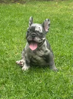 Shelby , a female French Bulldog for sale in Houston, TX – 1 of 2