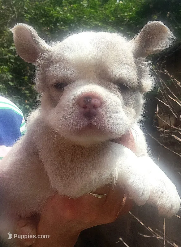 Snow – French Bulldog puppy for sale in Houston, TX