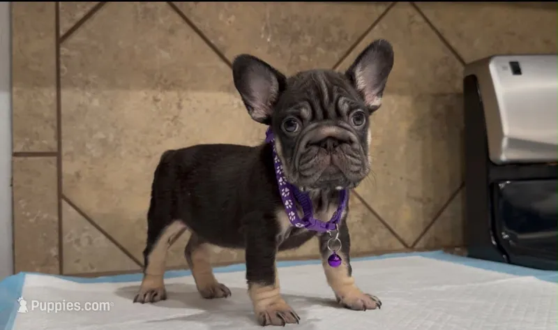 Penny  – French Bulldog puppy for sale in Houston, TX