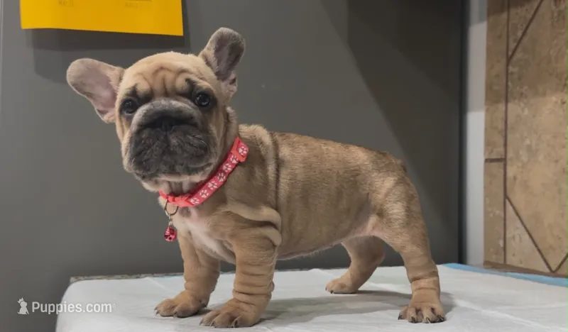Coco – French Bulldog puppy for sale in Houston, TX
