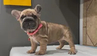 Coco, a female French Bulldog for sale in Houston, TX – 1 of 3
