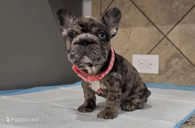 Nana  – French Bulldog puppy for sale in Houston, TX