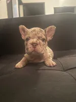 Sandy , a female French Bulldog for sale in Houston, TX – 3 of 4