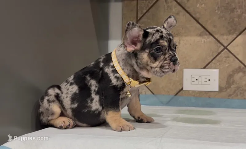 Roxy  – French Bulldog puppy for sale in Houston, TX