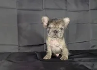 Coco , a male French Bulldog for sale in Houston, TX – 2 of 3