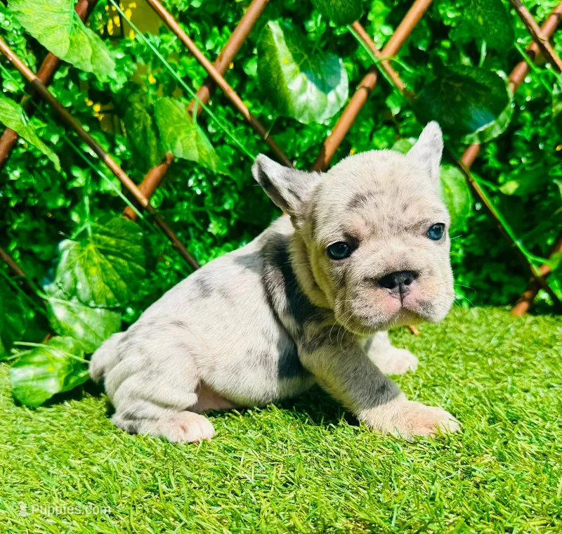 Bella – French Bulldog puppy for sale in Houston, TX