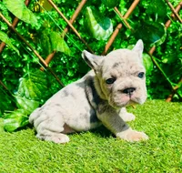 Bella, a female French Bulldog for sale in Houston, TX – 1 of 2