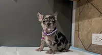 Sofi , a female French Bulldog for sale in Houston, TX – 5 of 5