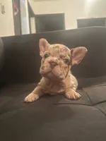 Sandy , a female French Bulldog for sale in Houston, TX – 2 of 4