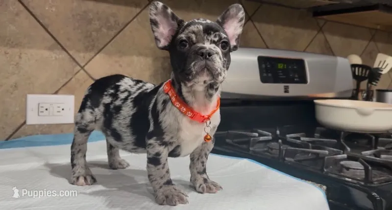 Choco  – French Bulldog puppy for sale in Houston, TX