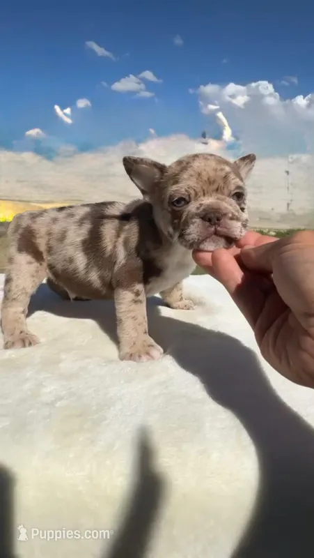 Clifford  – French Bulldog puppy for sale in Houston, TX