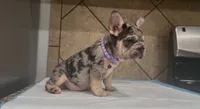 Luna , a female French Bulldog for sale in Houston, TX – 2 of 3