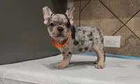 Roxy , a female French Bulldog for sale in Houston, TX – 7 of 7