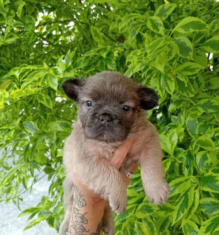 Diesel  – French Bulldog puppy for sale in Houston, TX