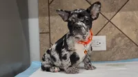 Choco , a female French Bulldog for sale in Houston, TX – 4 of 4