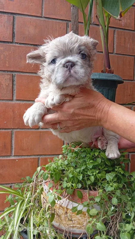 Tiger  – French Bulldog puppy for sale in Houston, TX