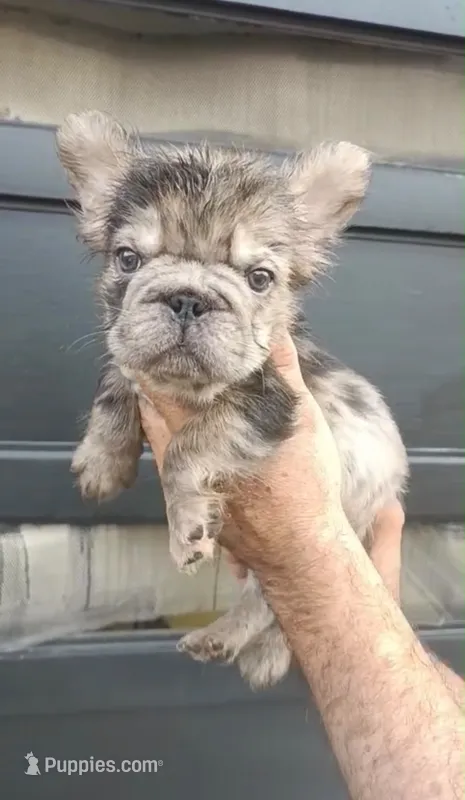 Coco  – French Bulldog puppy for sale in Houston, TX