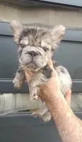 Coco , a male French Bulldog for sale in Houston, TX – 1 of 3