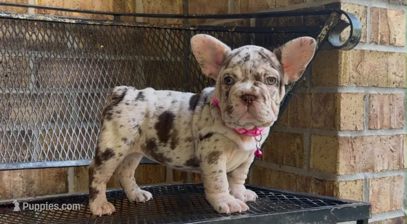 Sandy – French Bulldog puppy for sale in Houston, TX