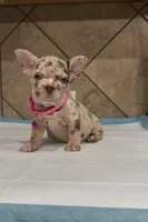 Sandy, a female French Bulldog for sale in Houston, TX – 2 of 6