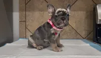 Luna, a female French Bulldog for sale in Houston, TX – 5 of 5