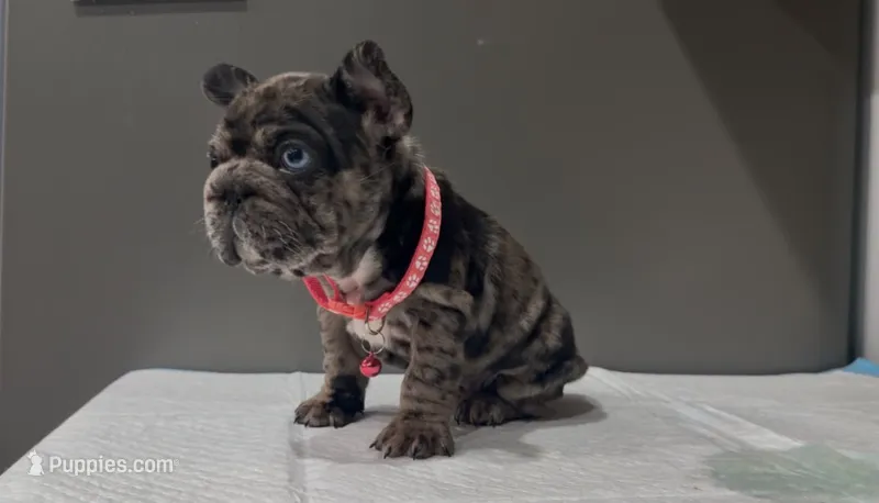 Nana  – French Bulldog puppy for sale in Houston, TX